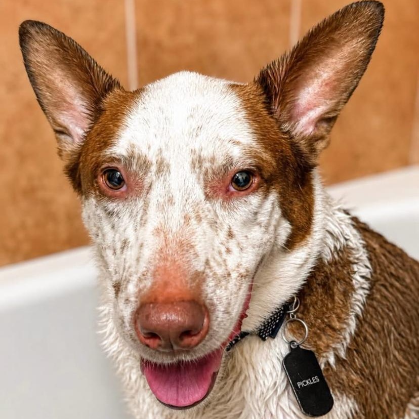 Enlarge Pickles, a ADOPTABLE mixed breed in Philadelphia, PA image 6/6