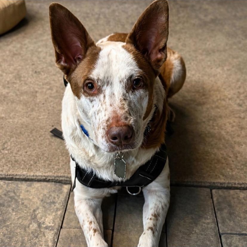 Pickles, a ADOPTABLE mixed breed in Philadelphia, PA image 2/3