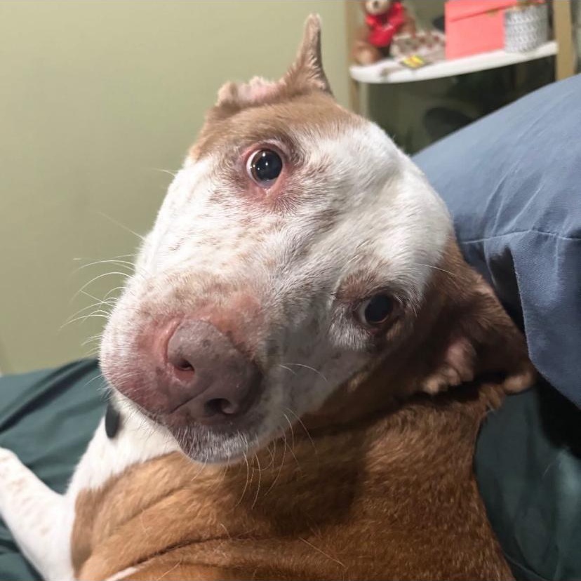 Enlarge Pickles, a ADOPTABLE mixed breed in Philadelphia, PA image 4/6