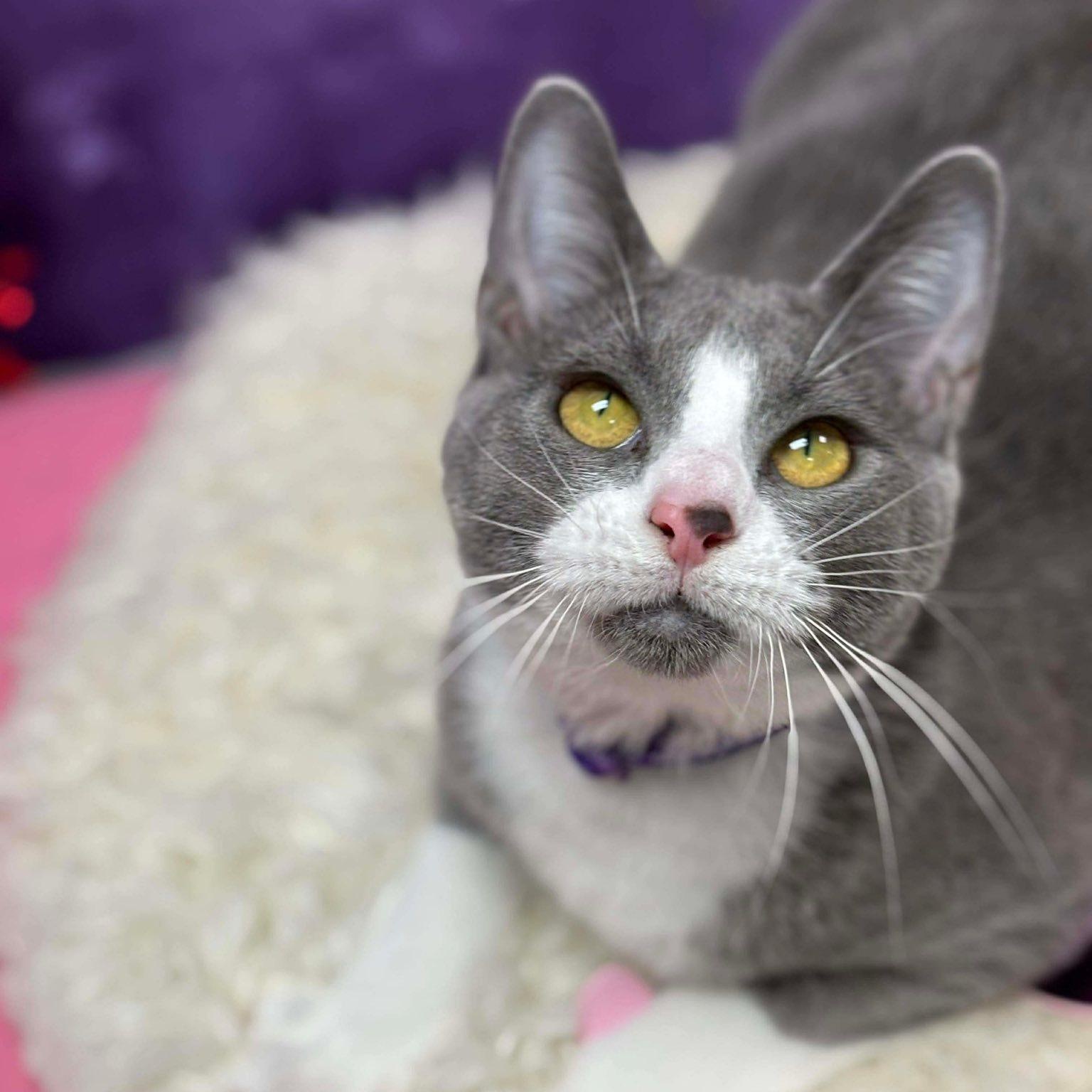 Enlarge Sybil, a Adoptable Domestic Short Hair in Effingham, IL image 3/4