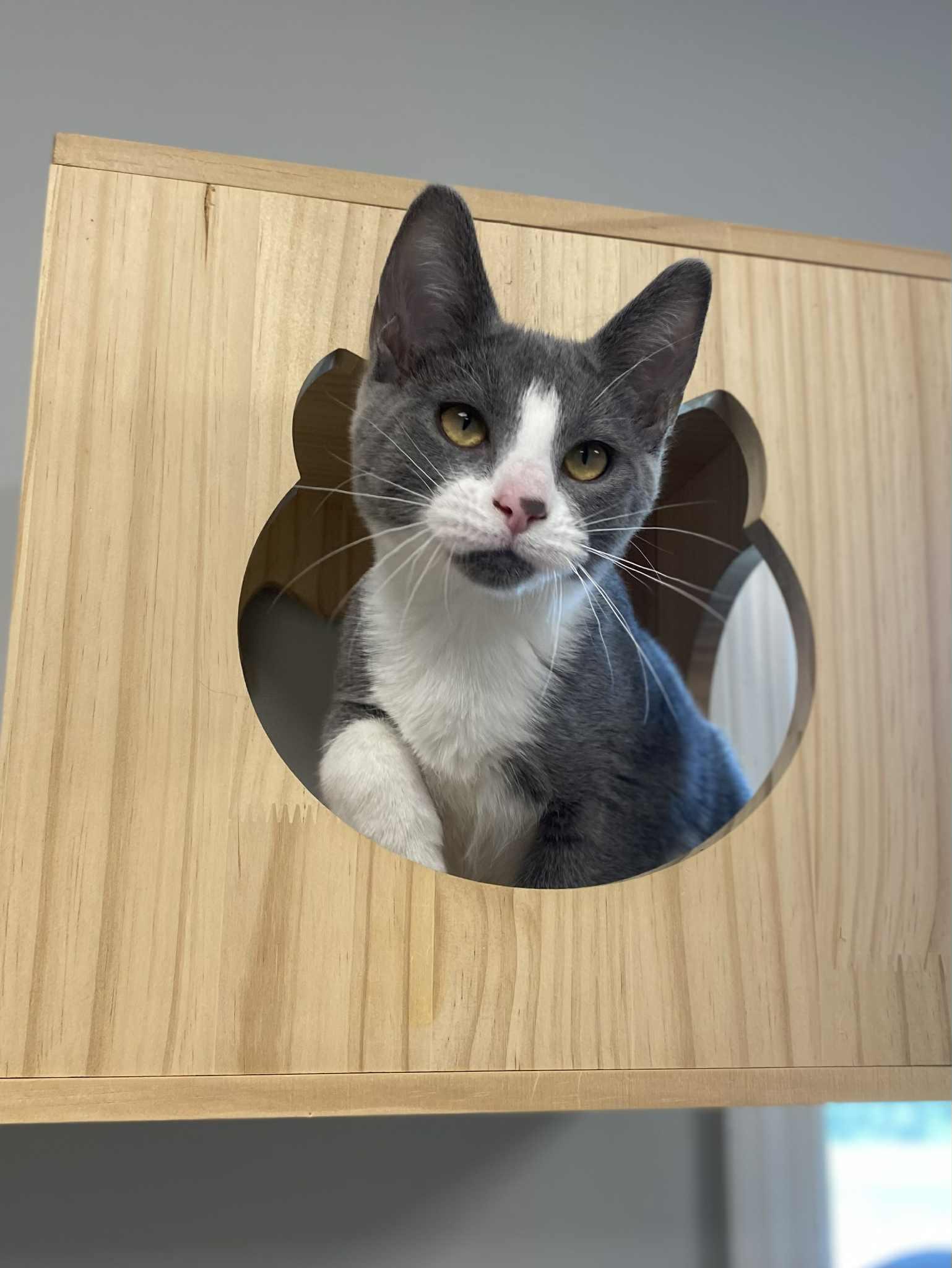 Sylvie, Adoptable, Young Female Domestic Short Hair.