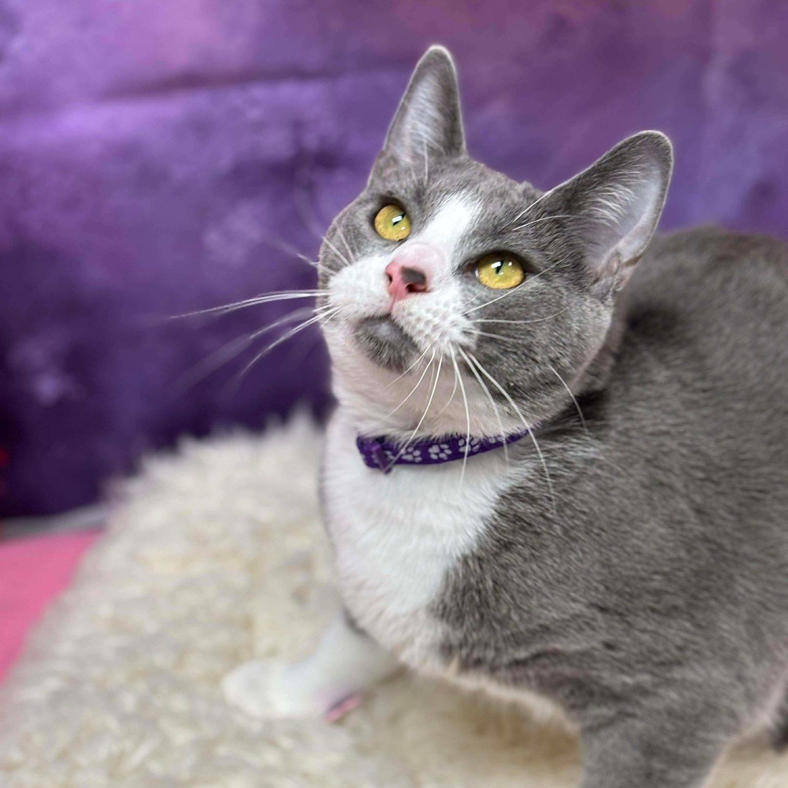 Sybil, Adoptable, Young Female Domestic Short Hair.