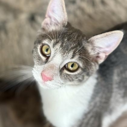 DOODAD, an adopted mixed breed in Fernandina Beach, FL image 1/2