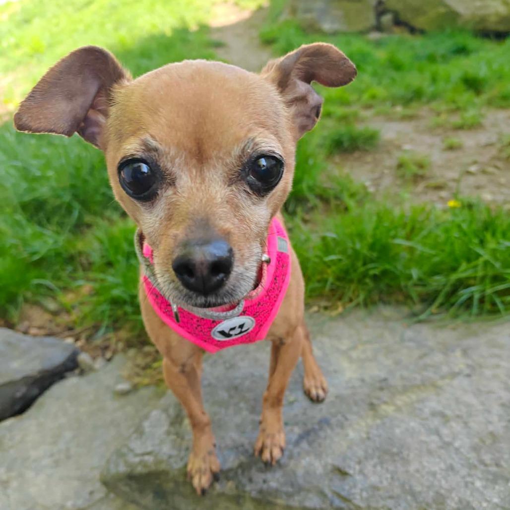 Petunia, an adopted Chihuahua in Somerville, MA image 1/2