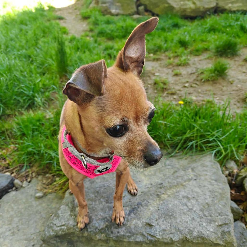 Petunia, an adopted Chihuahua in Somerville, MA image 2/2