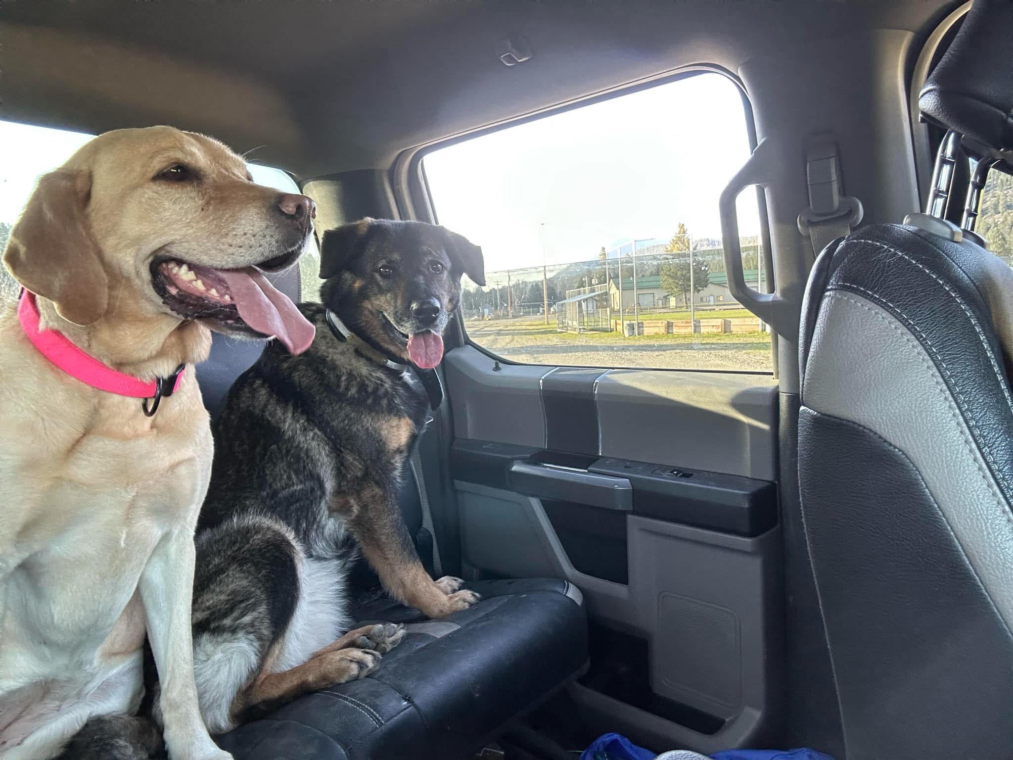 Wanda, a Adopted mixed breed in Libby, MT image 1/5