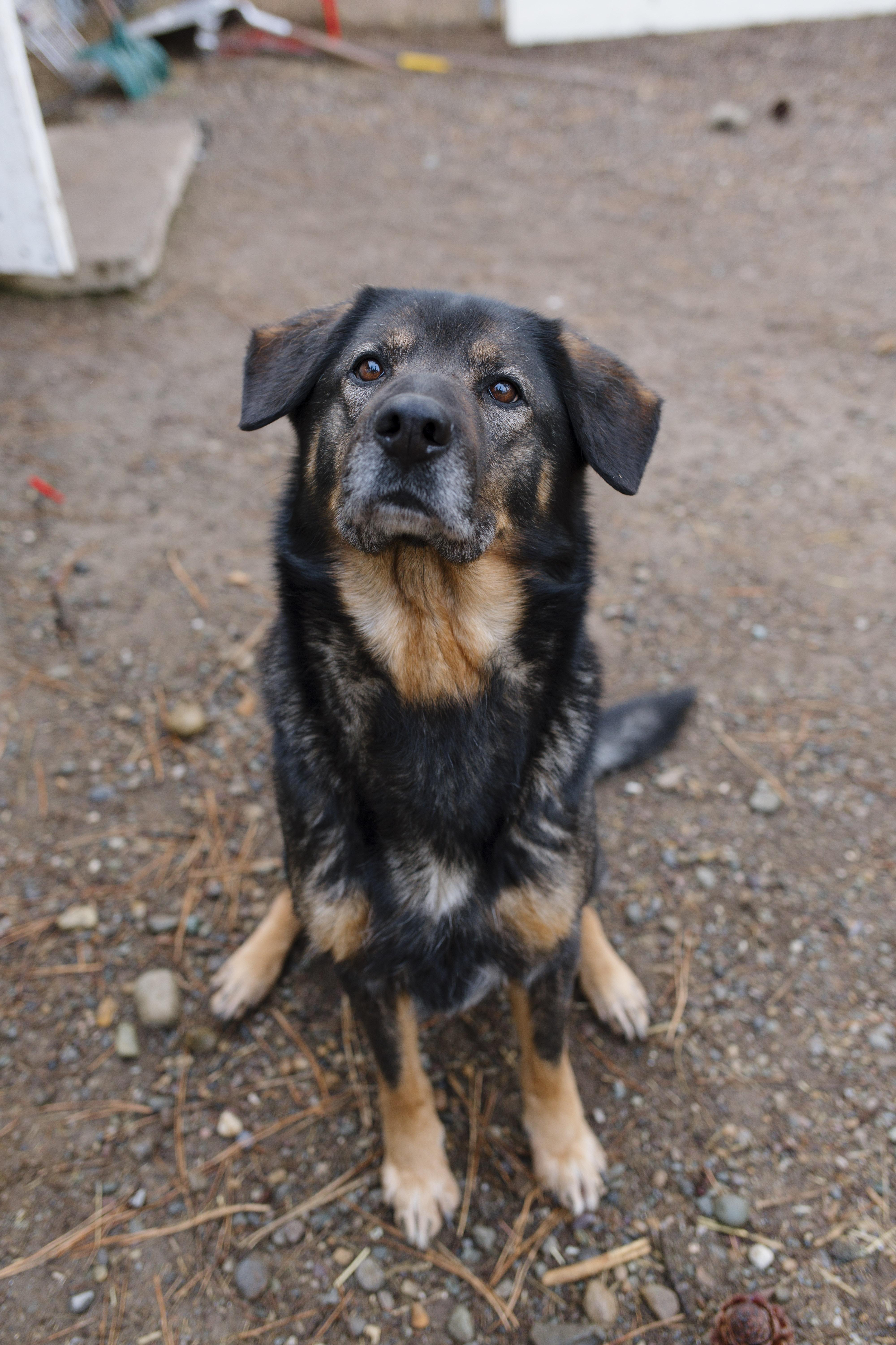 Wanda, a Adopted mixed breed in Libby, MT image 3/5