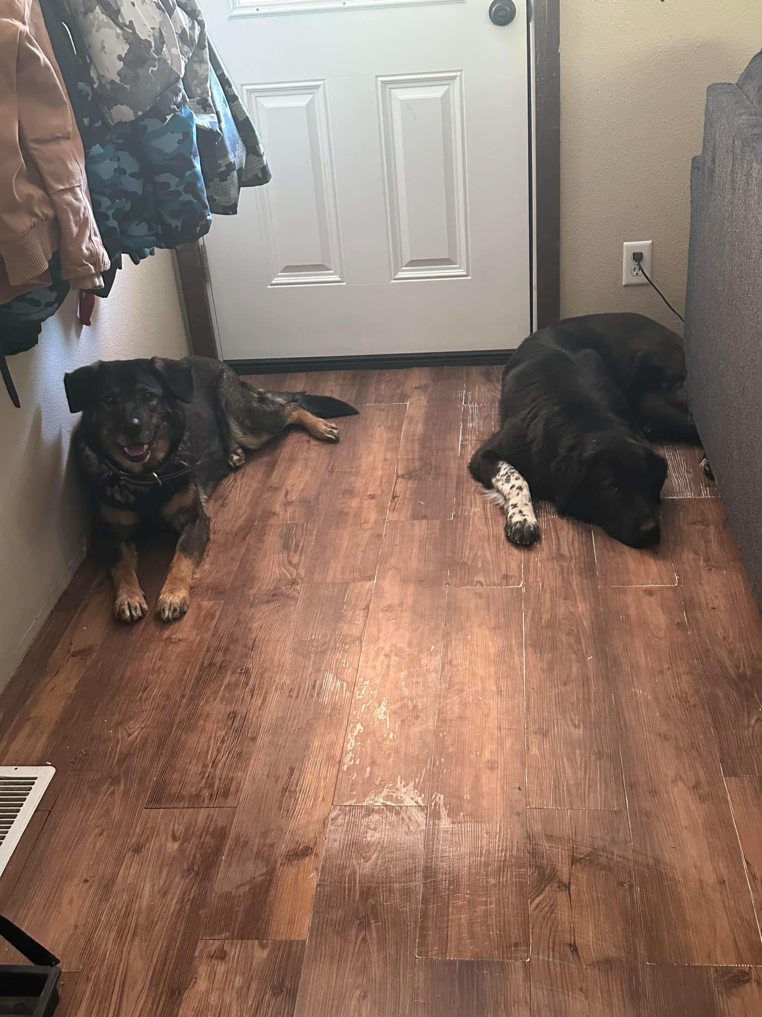 Wanda, a Adopted mixed breed in Libby, MT image 5/5