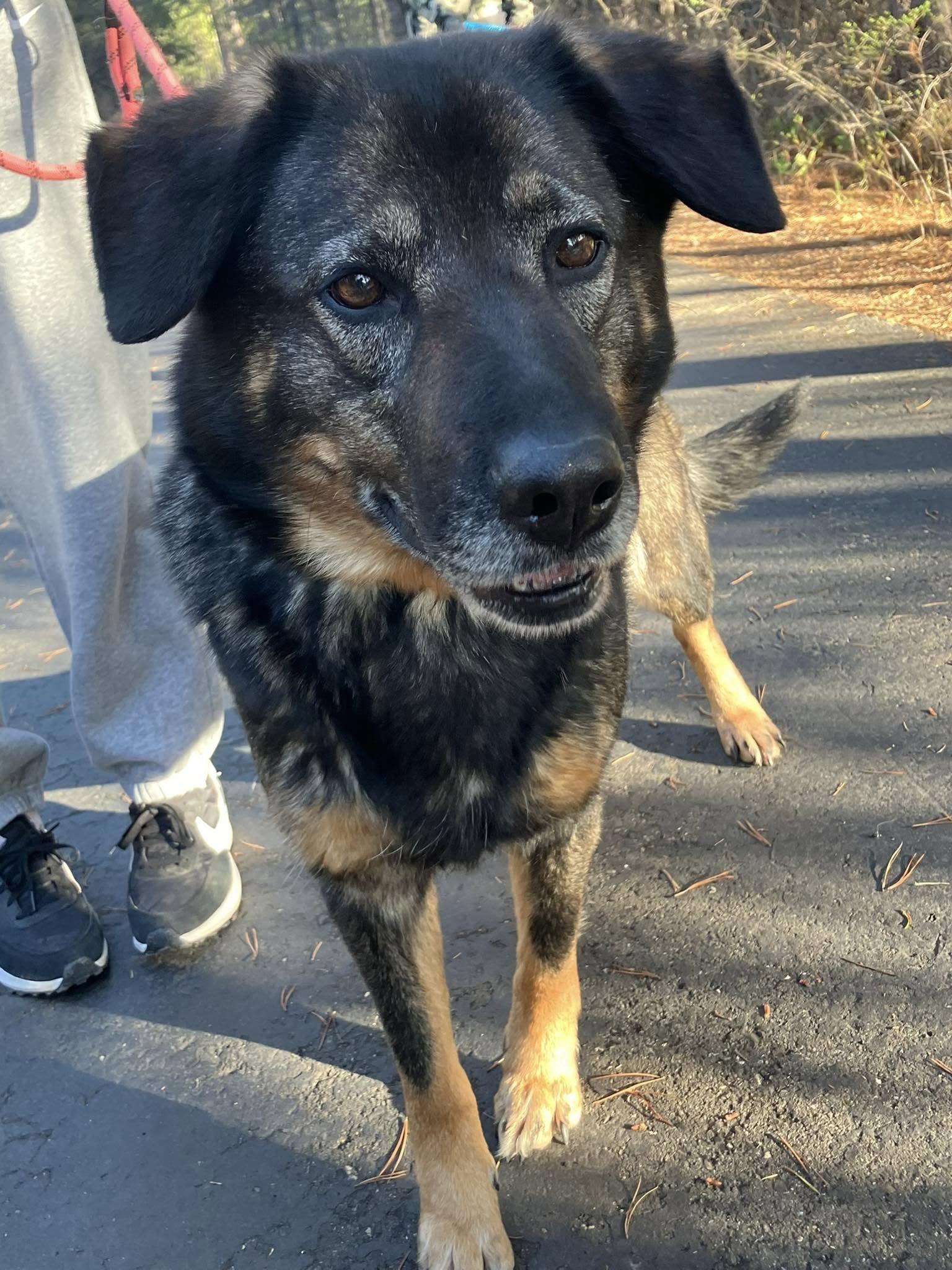 Wanda, a Adopted mixed breed in Libby, MT image 4/5