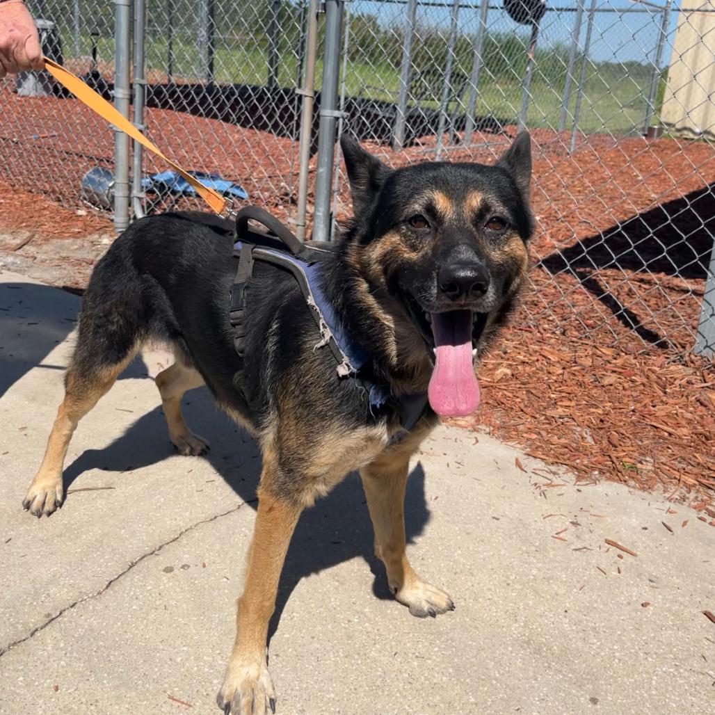 Enlarge Atlas, a Adoptable German Shepherd Dog in Bronson, FL image 1/1