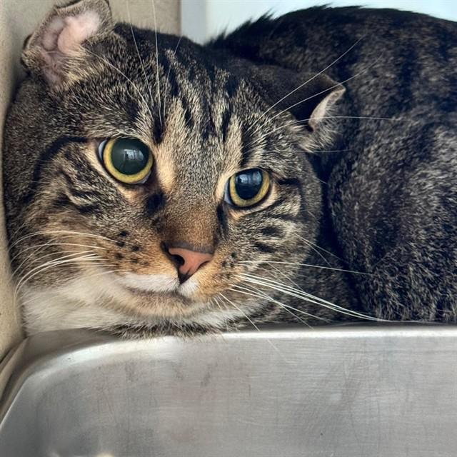 DORY, Adoptable, Adult Male Domestic Short Hair.