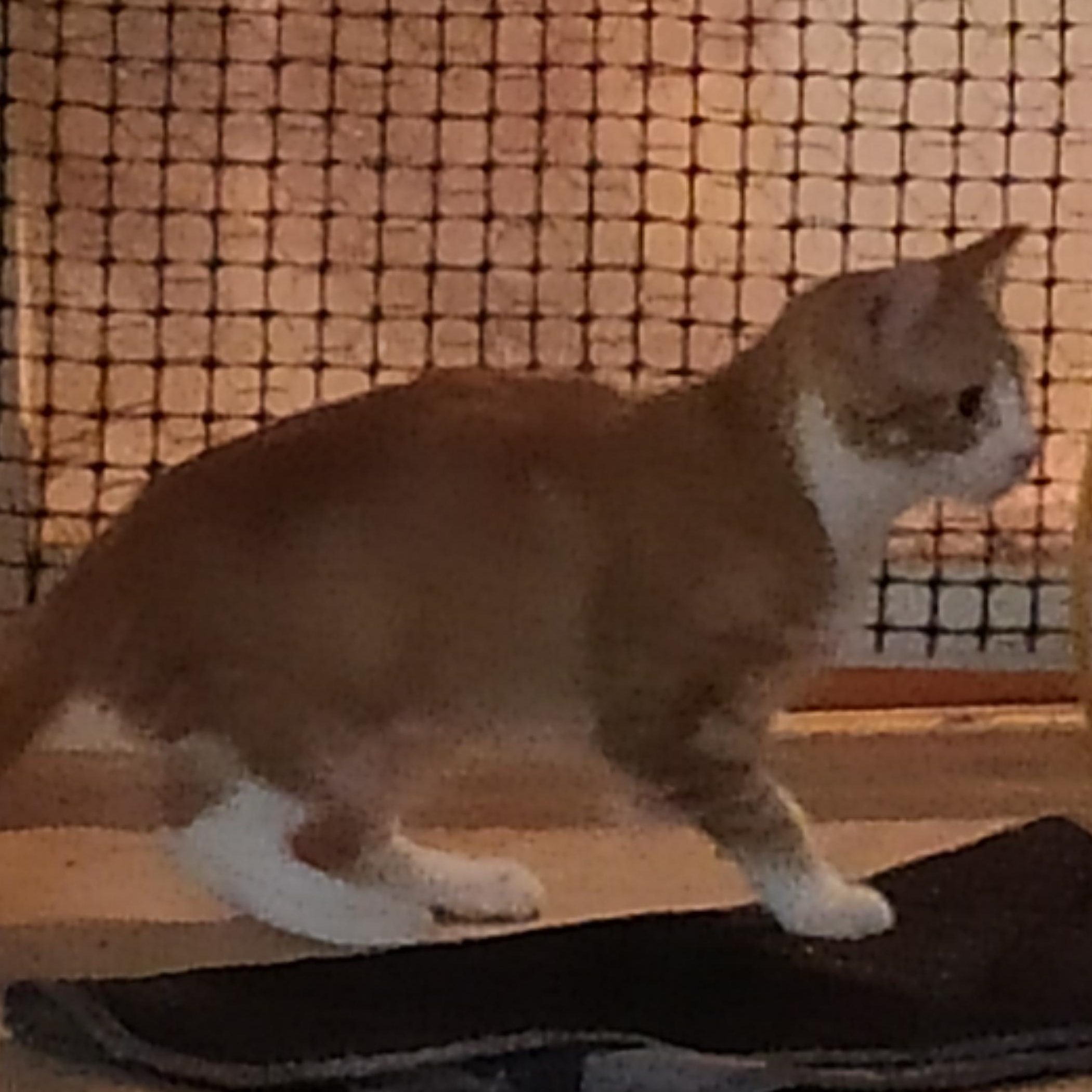 Abigail (bonded with Penelope, her mom), Baby Female Domestic Short Hair