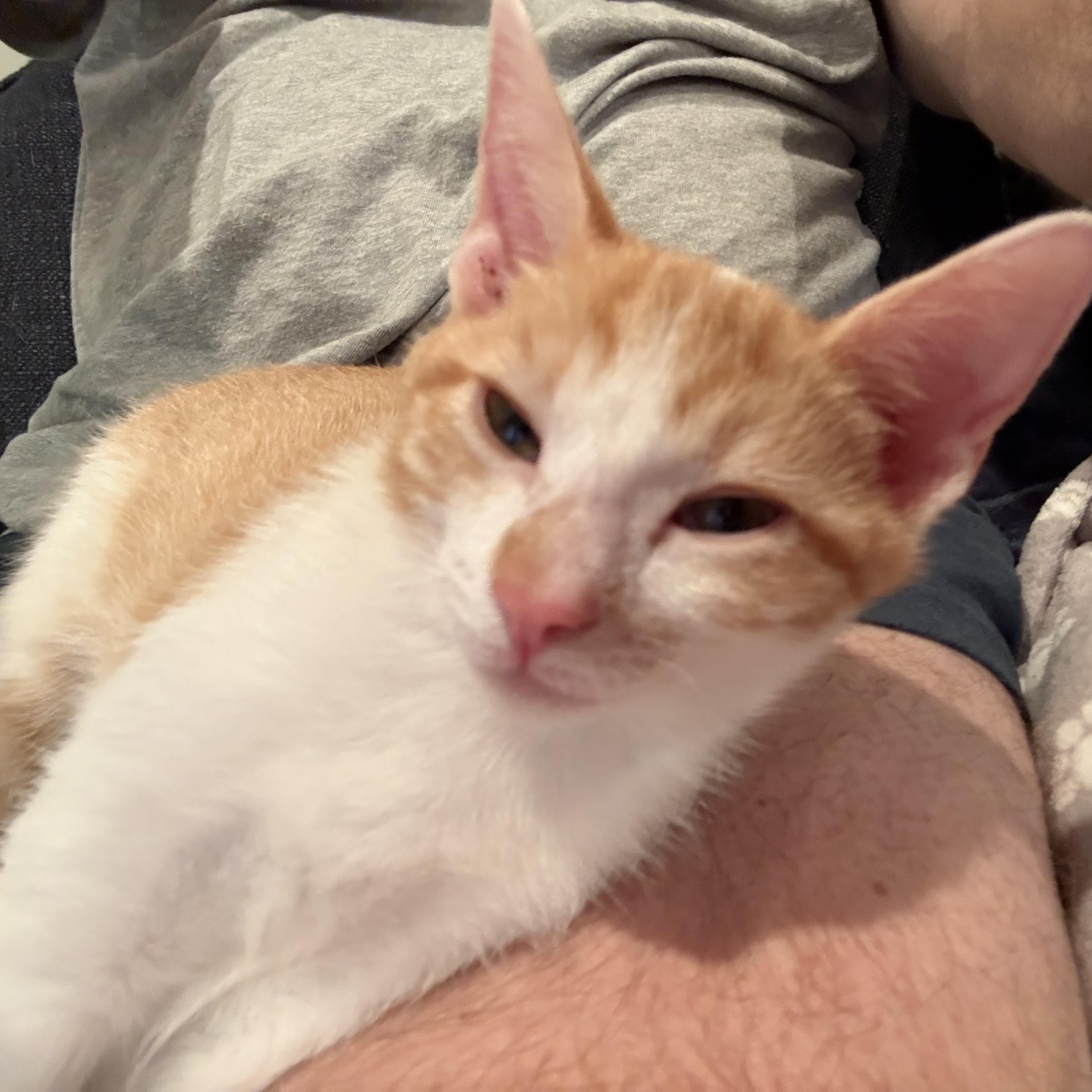 Tinkerbell