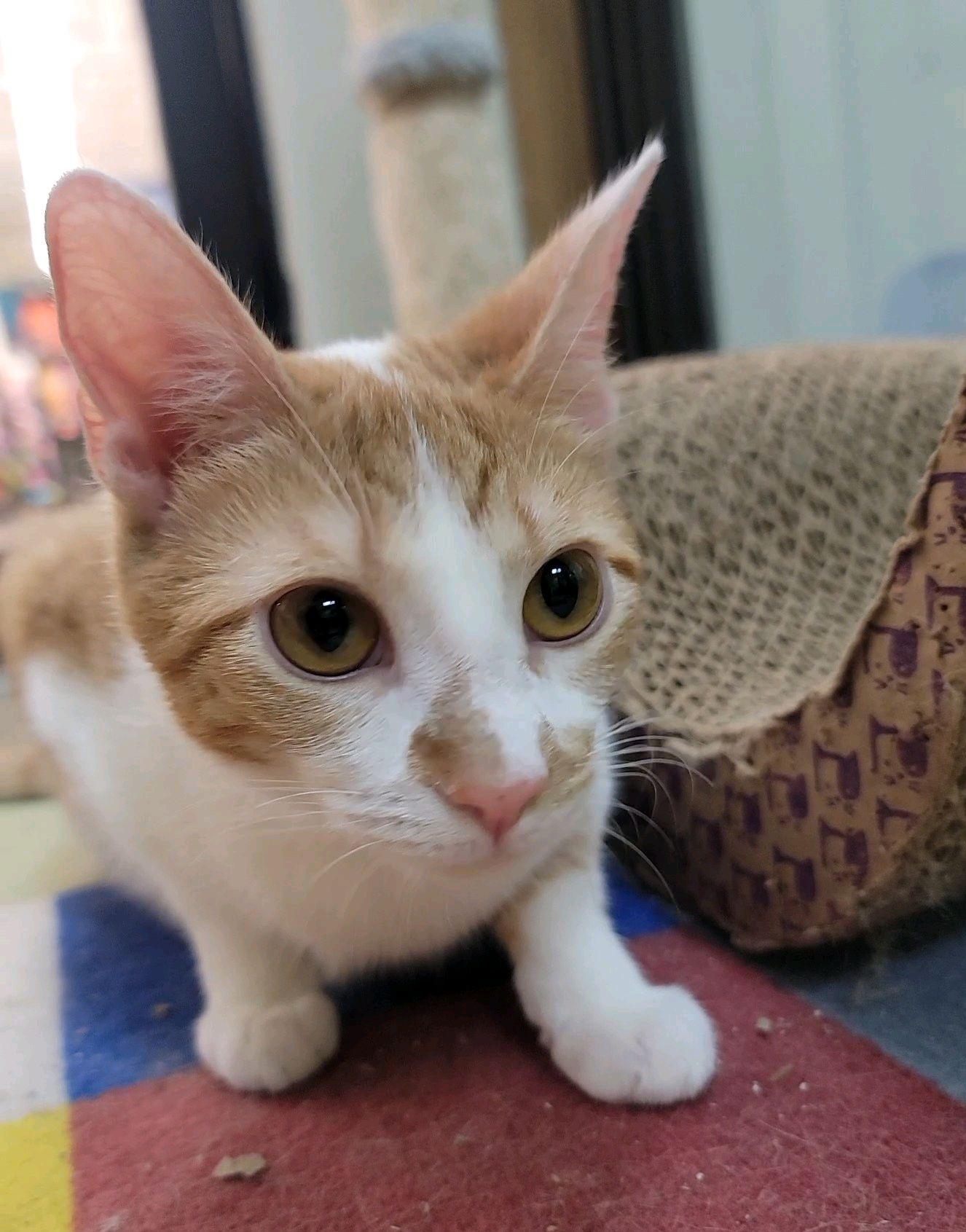Tinkerbell