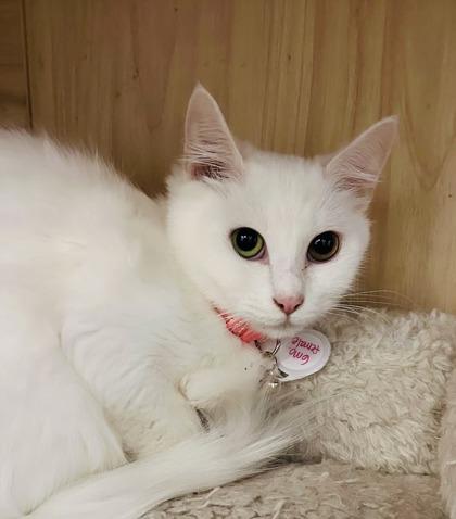 Enlarge Sakara(Pounce Cat Cafe), a Adoptable mixed breed in Savannah, GA image 1/3
