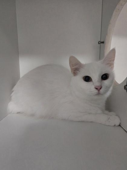 Enlarge Sakara(Pounce Cat Cafe), a Adoptable mixed breed in Savannah, GA image 2/3