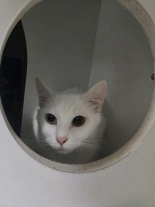Enlarge Sakara(Pounce Cat Cafe), a Adoptable mixed breed in Savannah, GA image 3/3