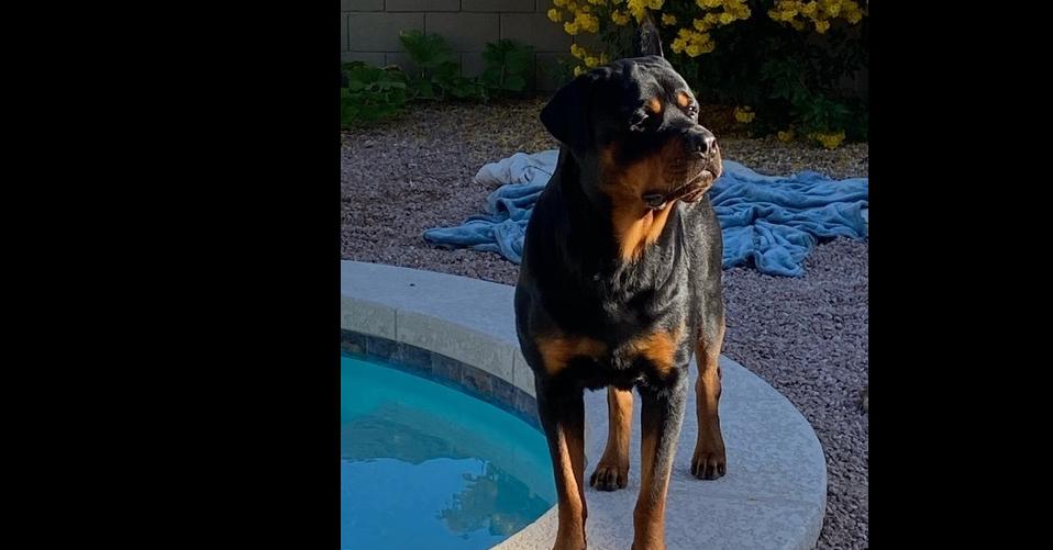Alexander, Adoptable, Adult Male Rottweiler.