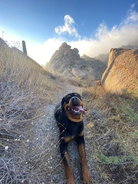 Enlarge Alexander, a Adoptable Rottweiler in Gilbert, AZ image 2/2