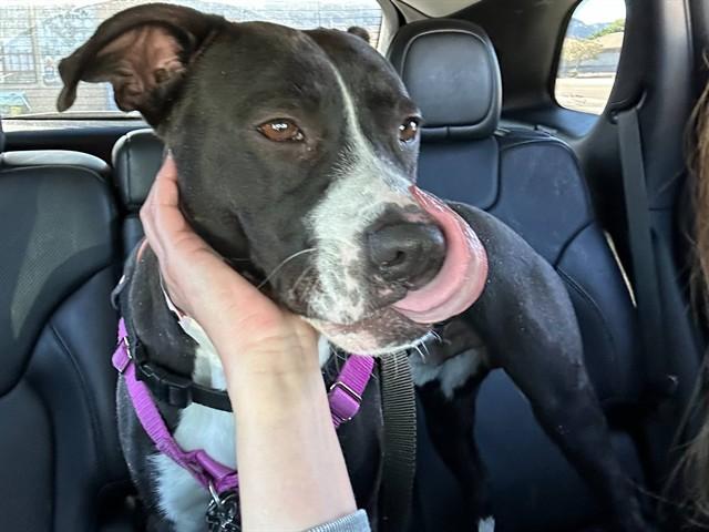 PETE, Adoptable, Young Male Pit Bull Terrier.