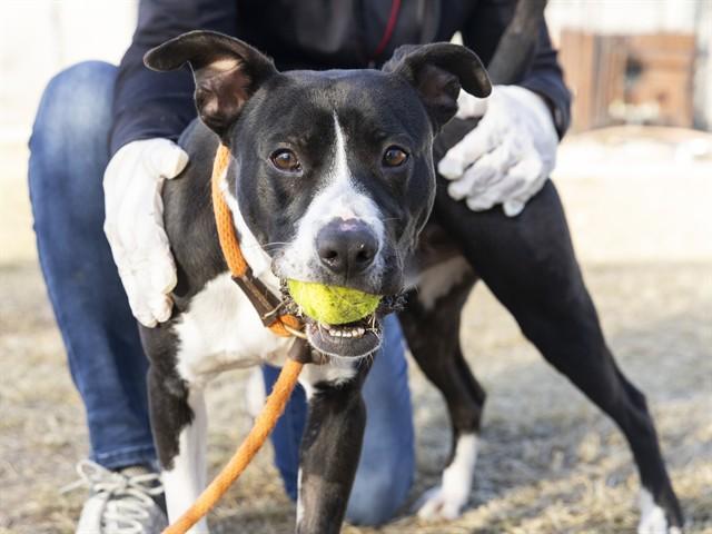 PETE, Adoptable, Young Male Pit Bull Terrier.