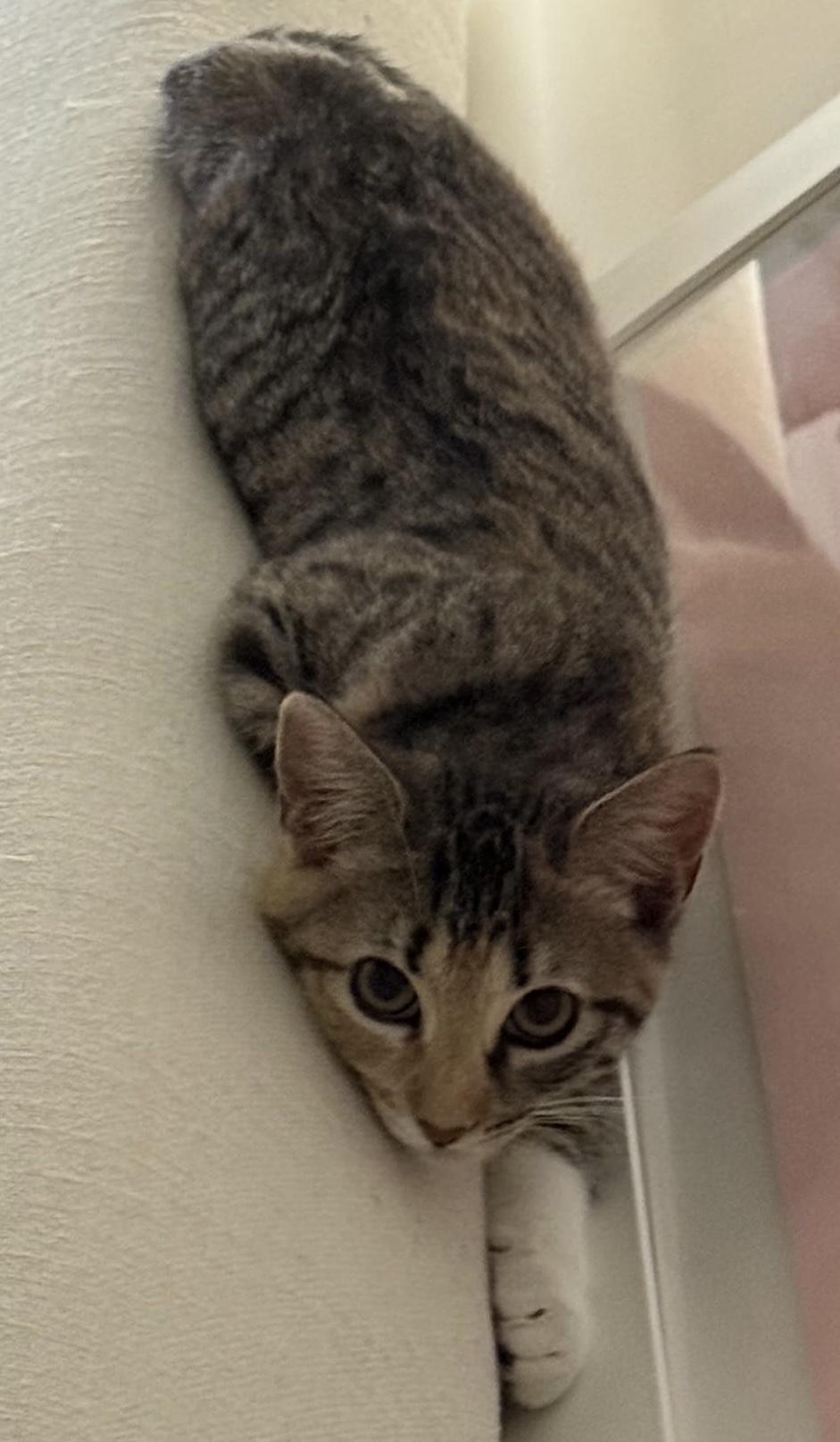 Daisy, Adoptable, Kitten Female Domestic Short Hair.