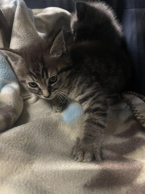 Enlarge FEZCO, a Adoptable Domestic Short Hair in Easton, MD image 1/1