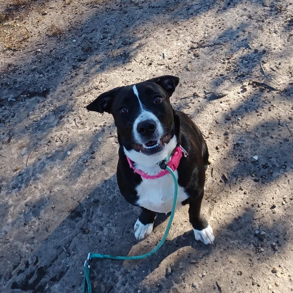 Rose Quartz, Adoptable, Young Female Mixed Breed.