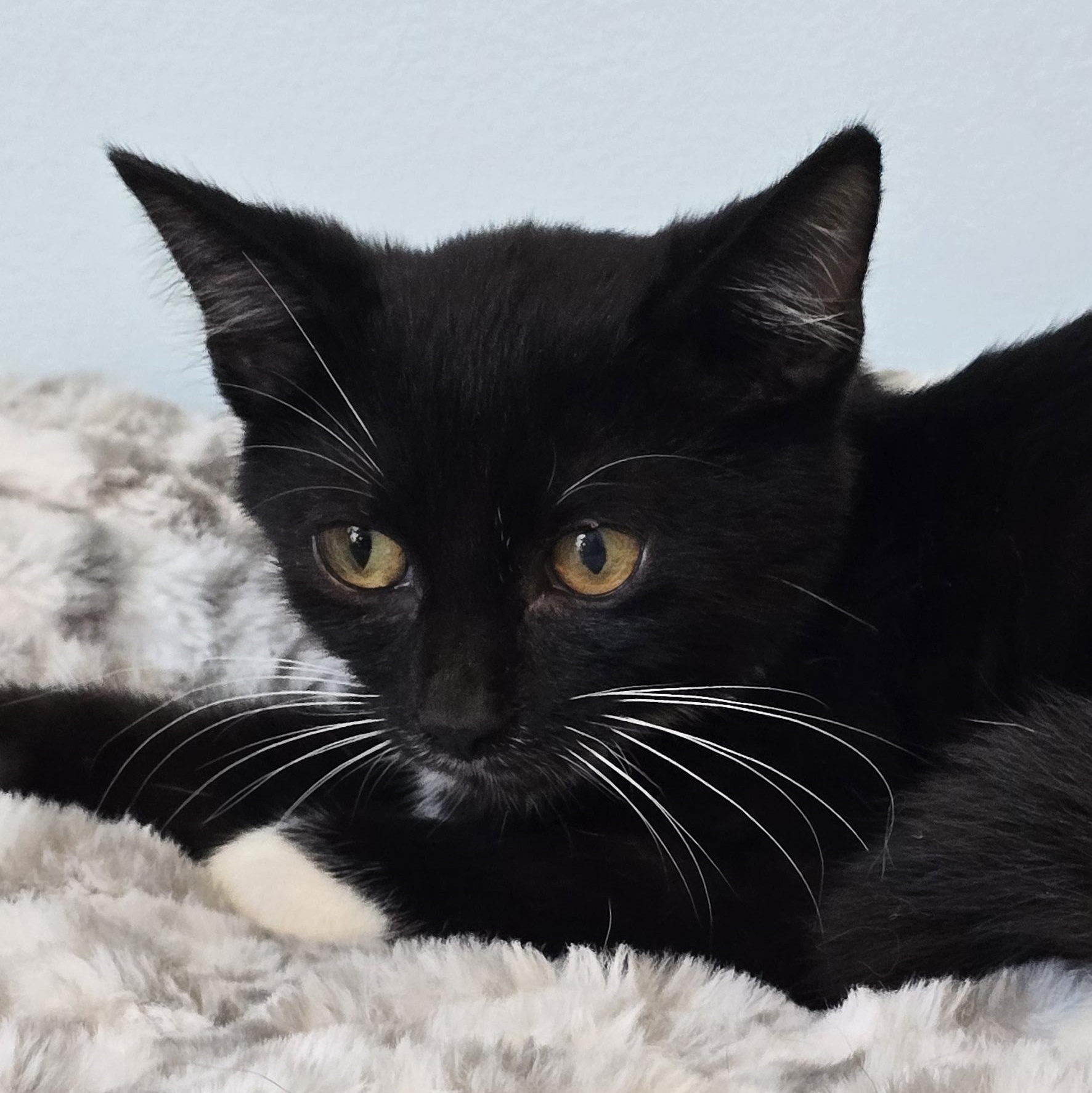 Enlarge Benny, a Adopted Tuxedo in Wadsworth, OH image 3/3
