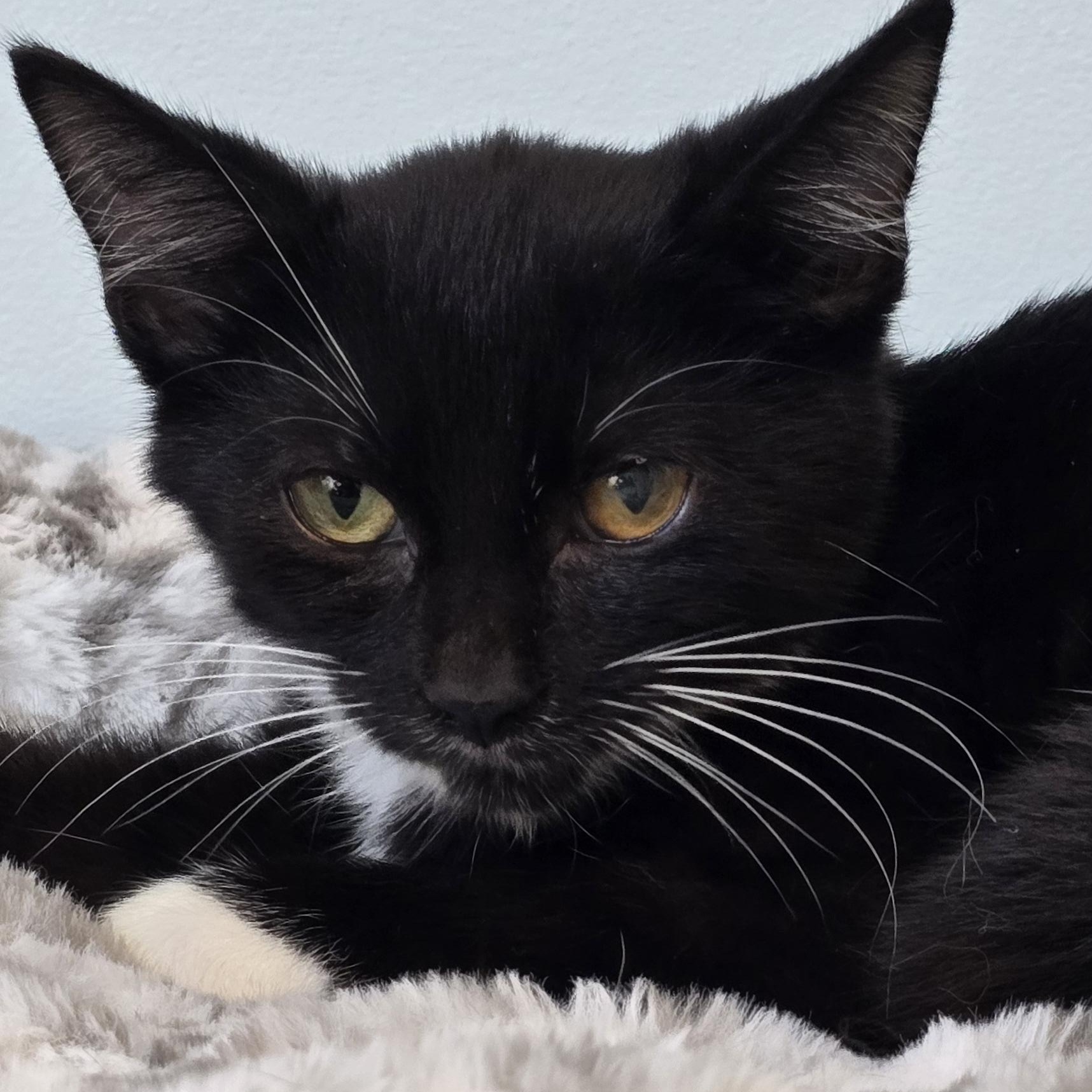 Enlarge Benny, a Adopted Tuxedo in Wadsworth, OH image 2/3