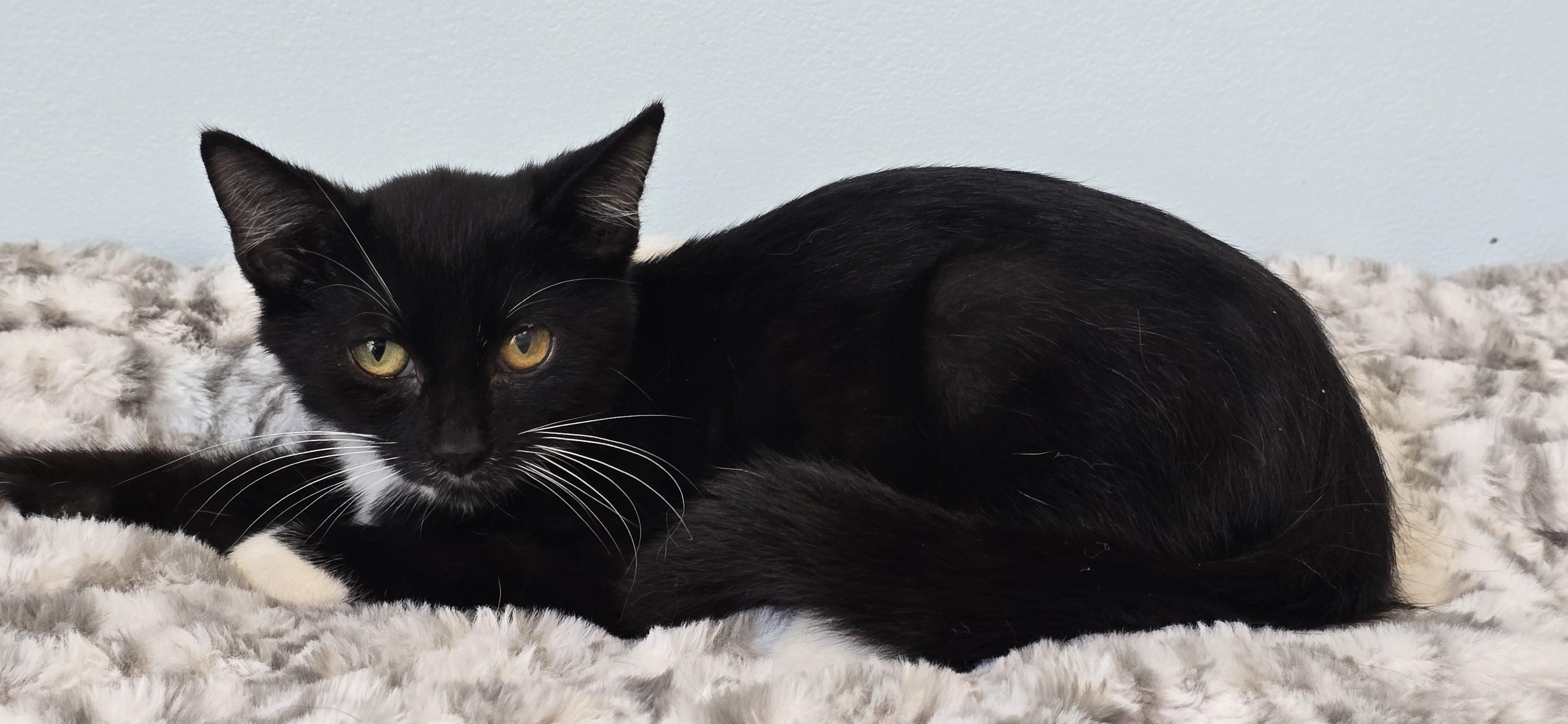 Benny, Adopted, Kitten Male Tuxedo.