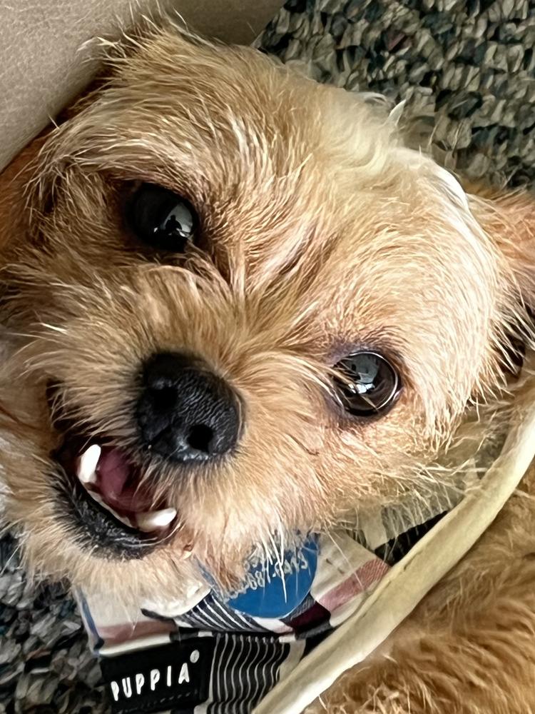 Pimento, Adoptable, Young Male Yorkshire Terrier & Shih Tzu.