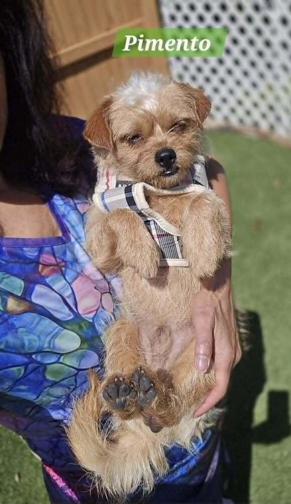 Pimento, a Adoptable mixed breed in Plantation, FL image 2/5