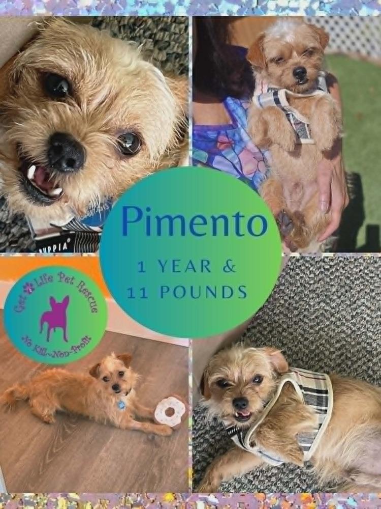 Enlarge Pimento, a Adoptable mixed breed in Plantation, FL image 2/6