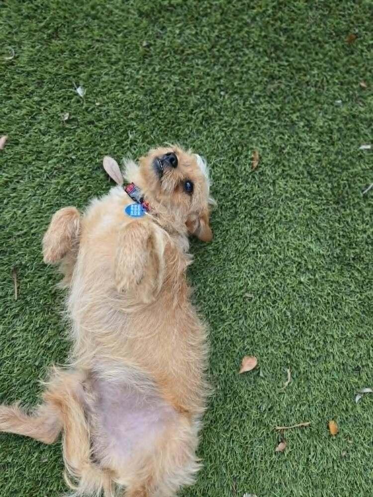 Pimento, a Adoptable mixed breed in Plantation, FL image 3/5