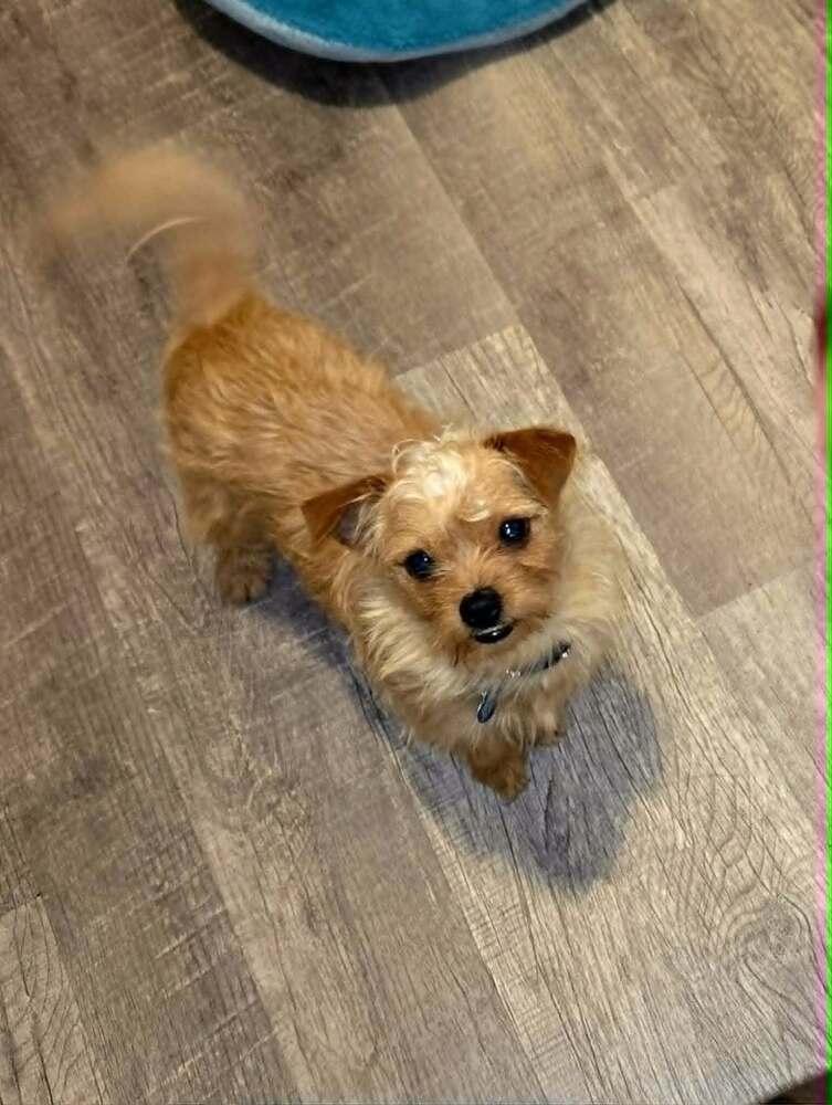 Enlarge Pimento, a Adoptable mixed breed in Plantation, FL image 3/6