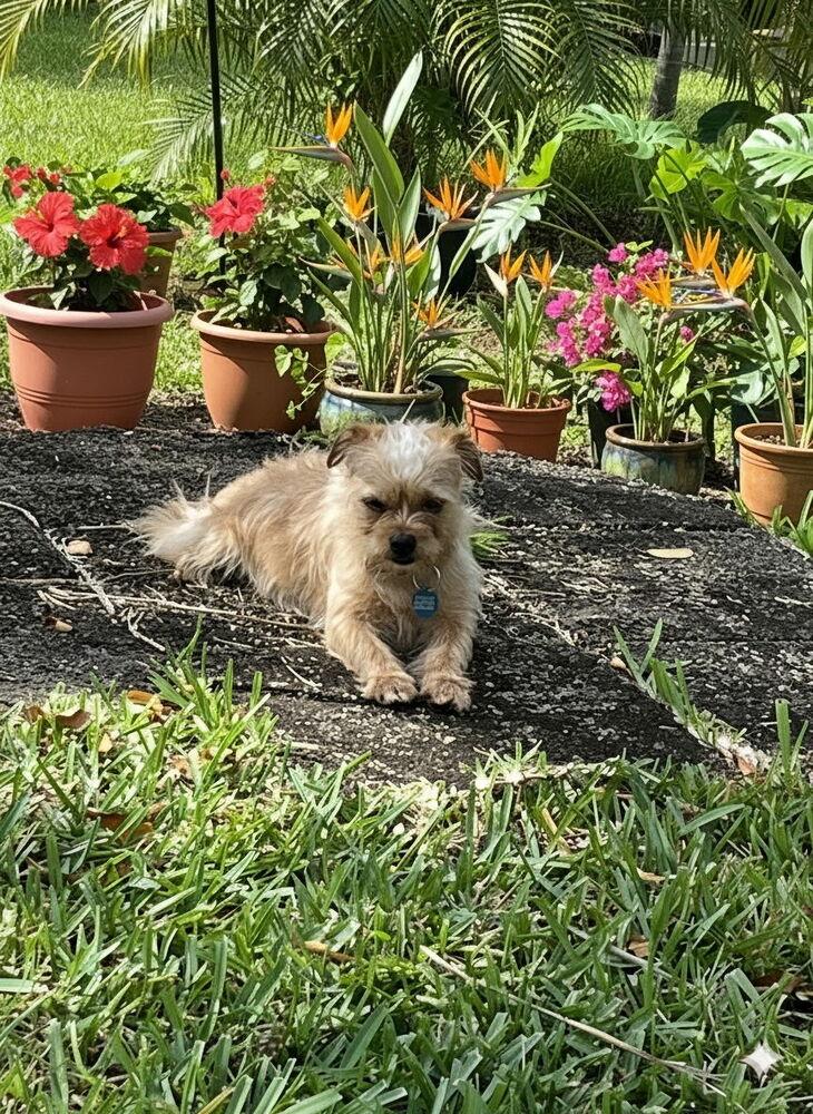 Pimento, a Adoptable mixed breed in Plantation, FL image 4/5