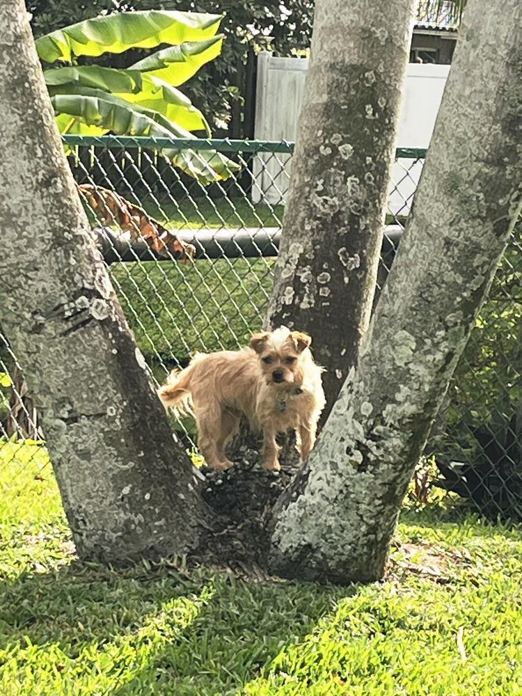 Enlarge Pimento, a Adoptable mixed breed in Plantation, FL image 4/6