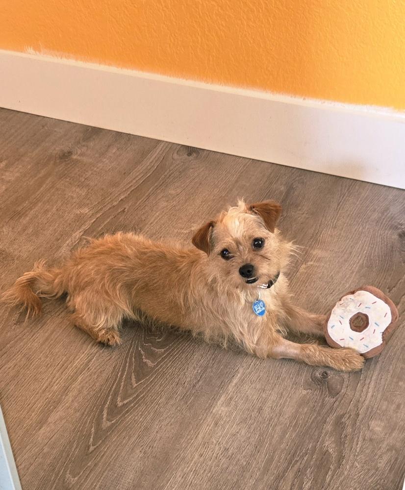 Enlarge Pimento, a Adoptable mixed breed in Plantation, FL image 5/6