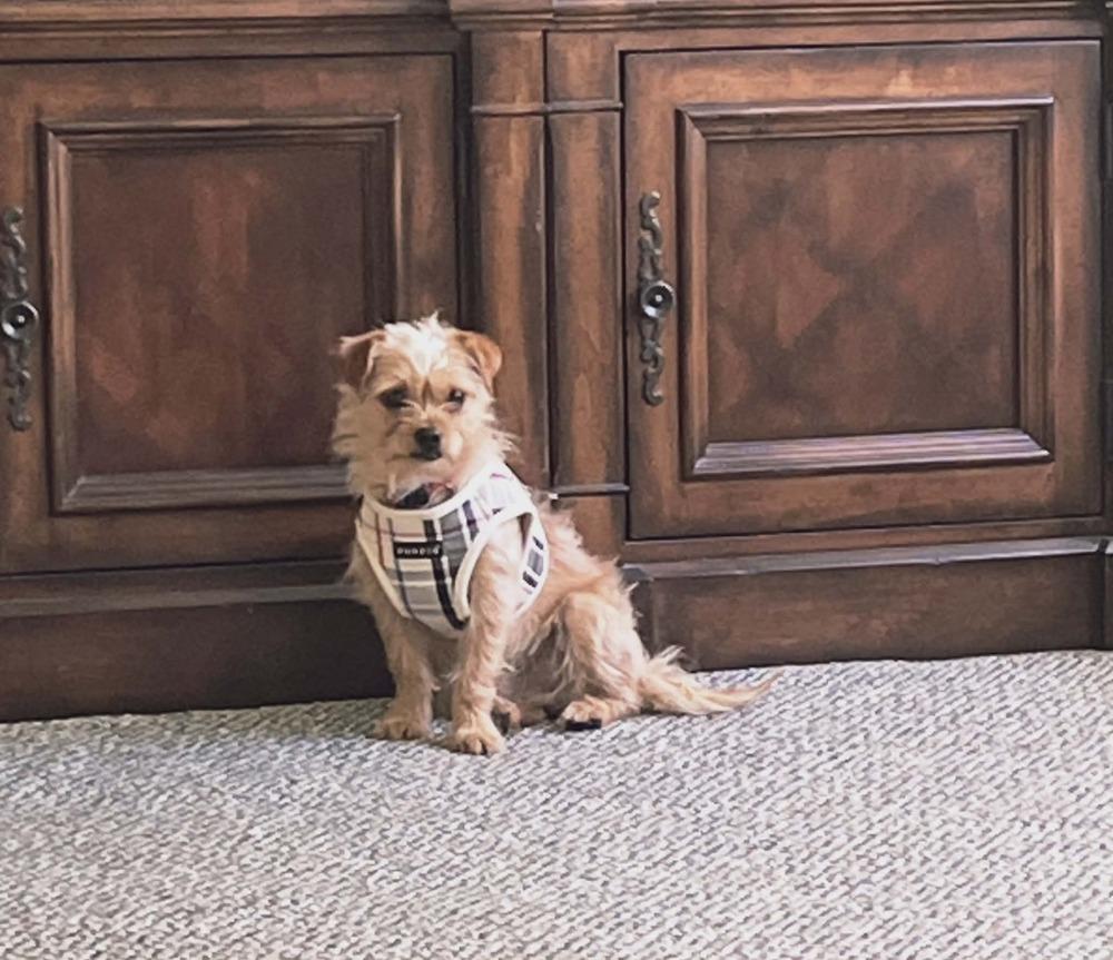 Pimento, a Adoptable mixed breed in Plantation, FL image 5/5