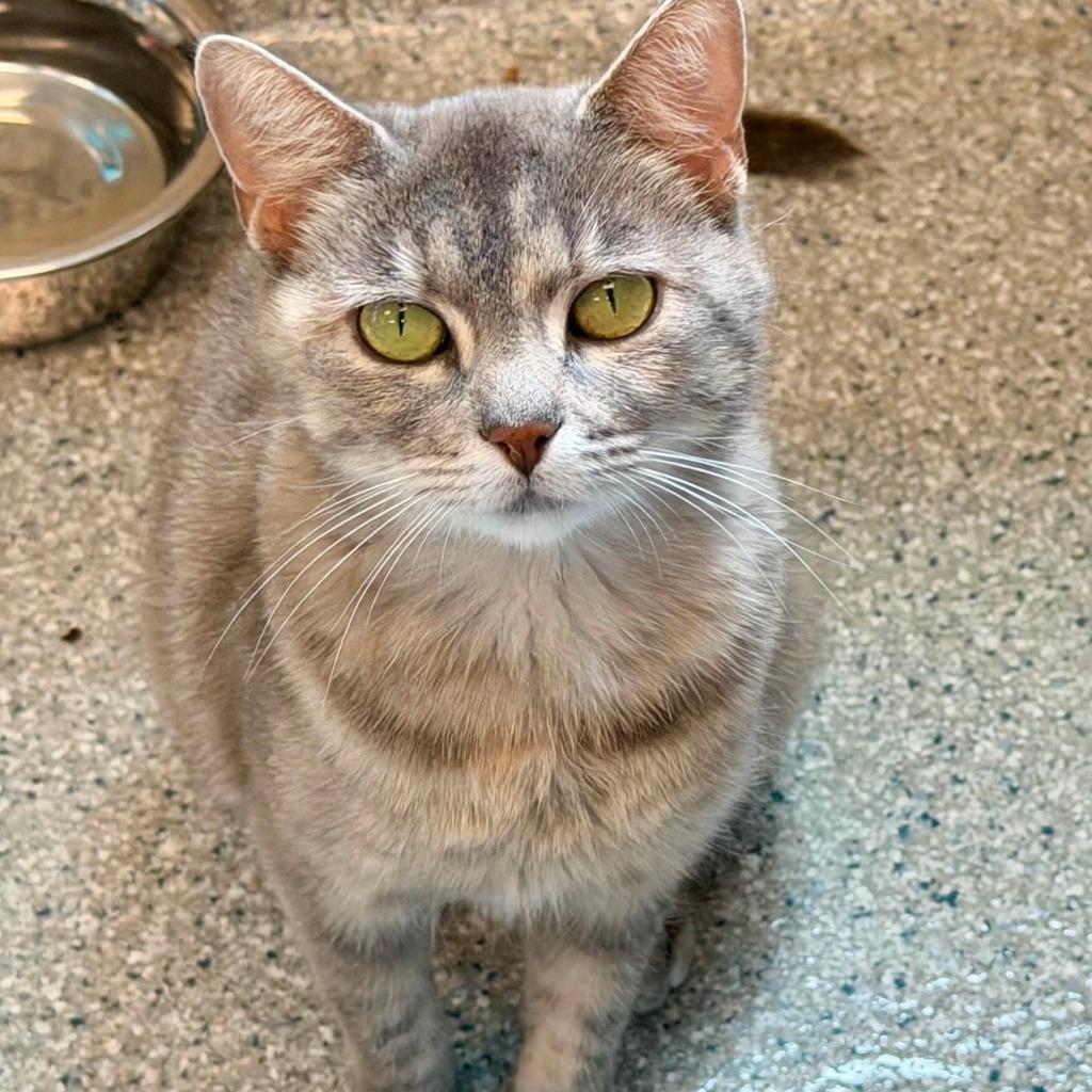Fern, a Adoptable mixed breed in Columbia, IL image 1/4