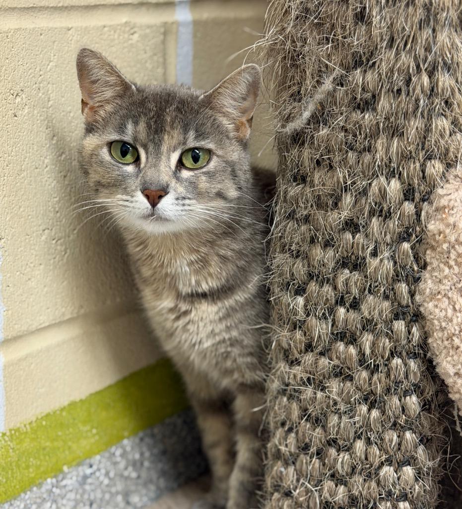 Fern, a Adoptable mixed breed in Columbia, IL image 1/2