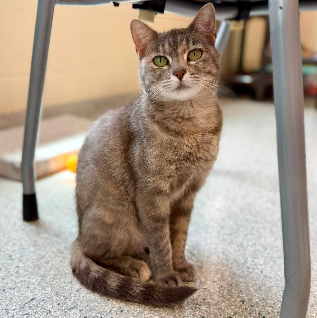 Fern, a Adoptable mixed breed in Columbia, IL image 3/4