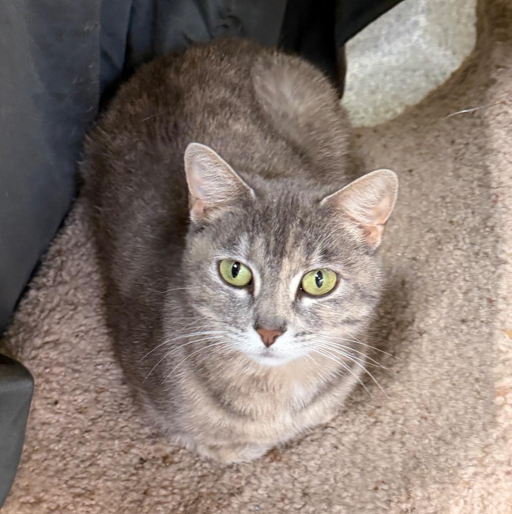 Fern, a Adoptable mixed breed in Columbia, IL image 2/2