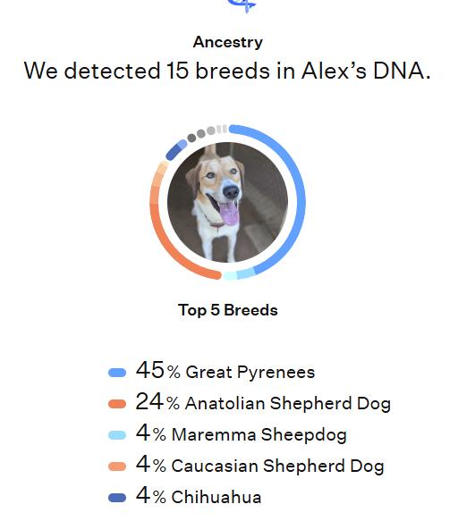 Enlarge Alexander ("Alex"), a Adoptable mixed breed in Richmond, VA image 6/6