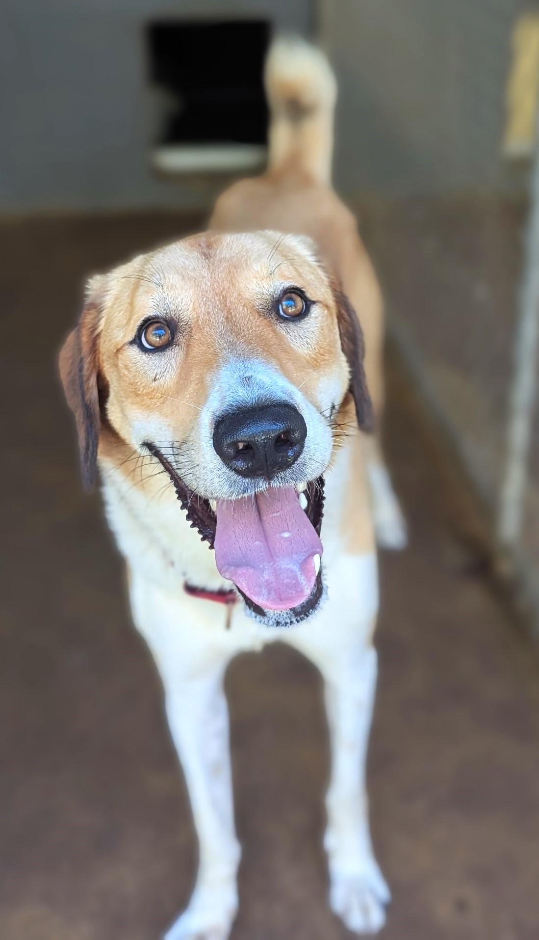 Alexander ("Alex"), a Adoptable mixed breed in Richmond, VA image 3/5