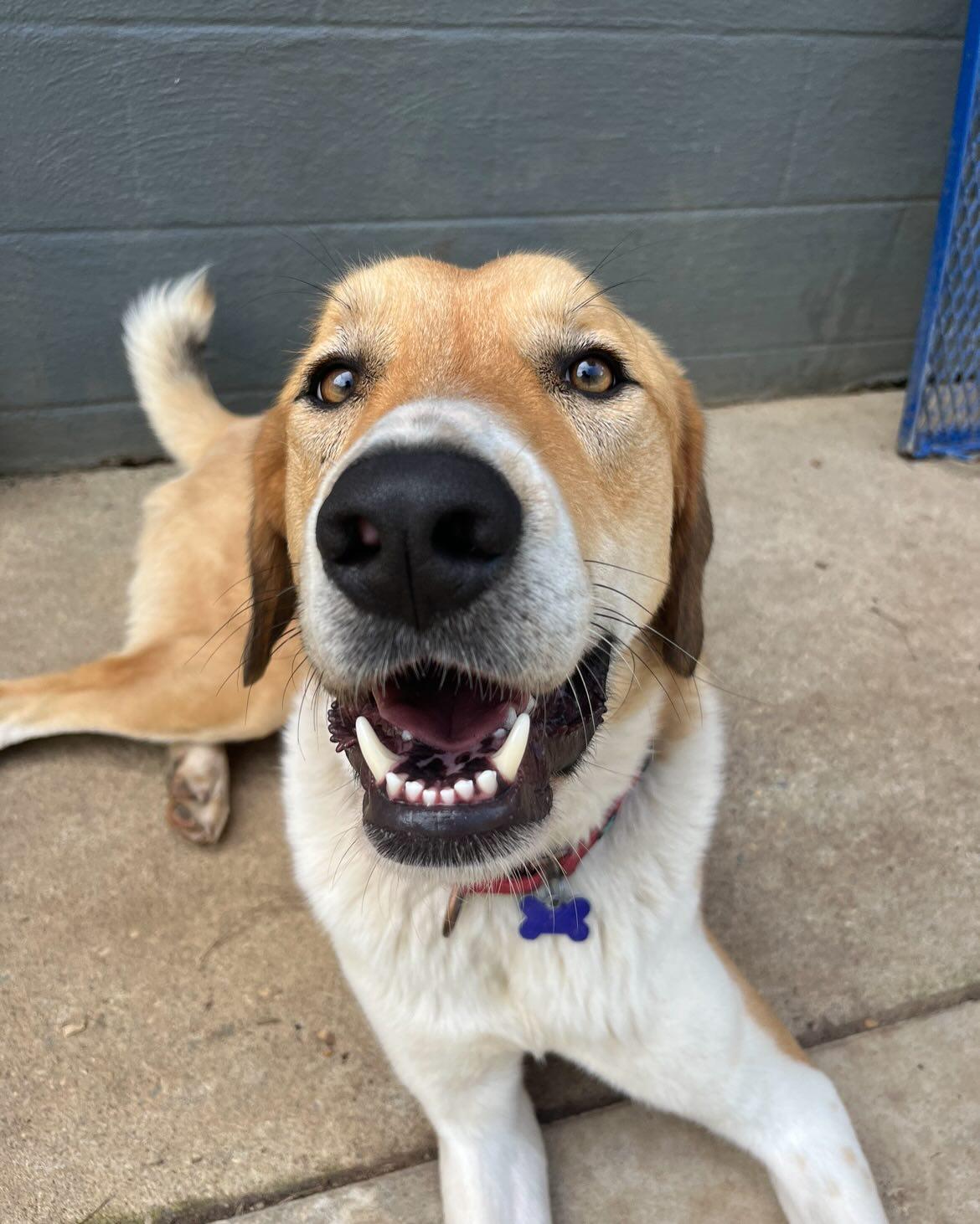 Alexander ("Alex"), a Adoptable mixed breed in Richmond, VA image 4/5