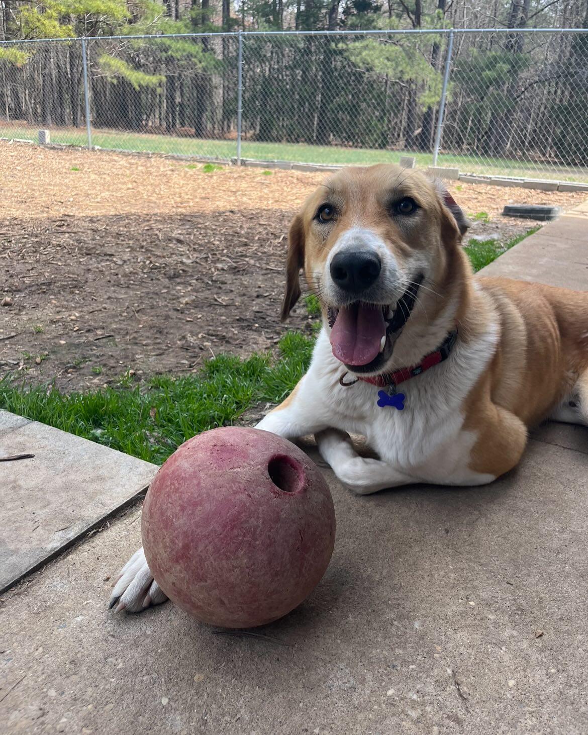 Alexander ("Alex"), a Adoptable mixed breed in Richmond, VA image 2/5