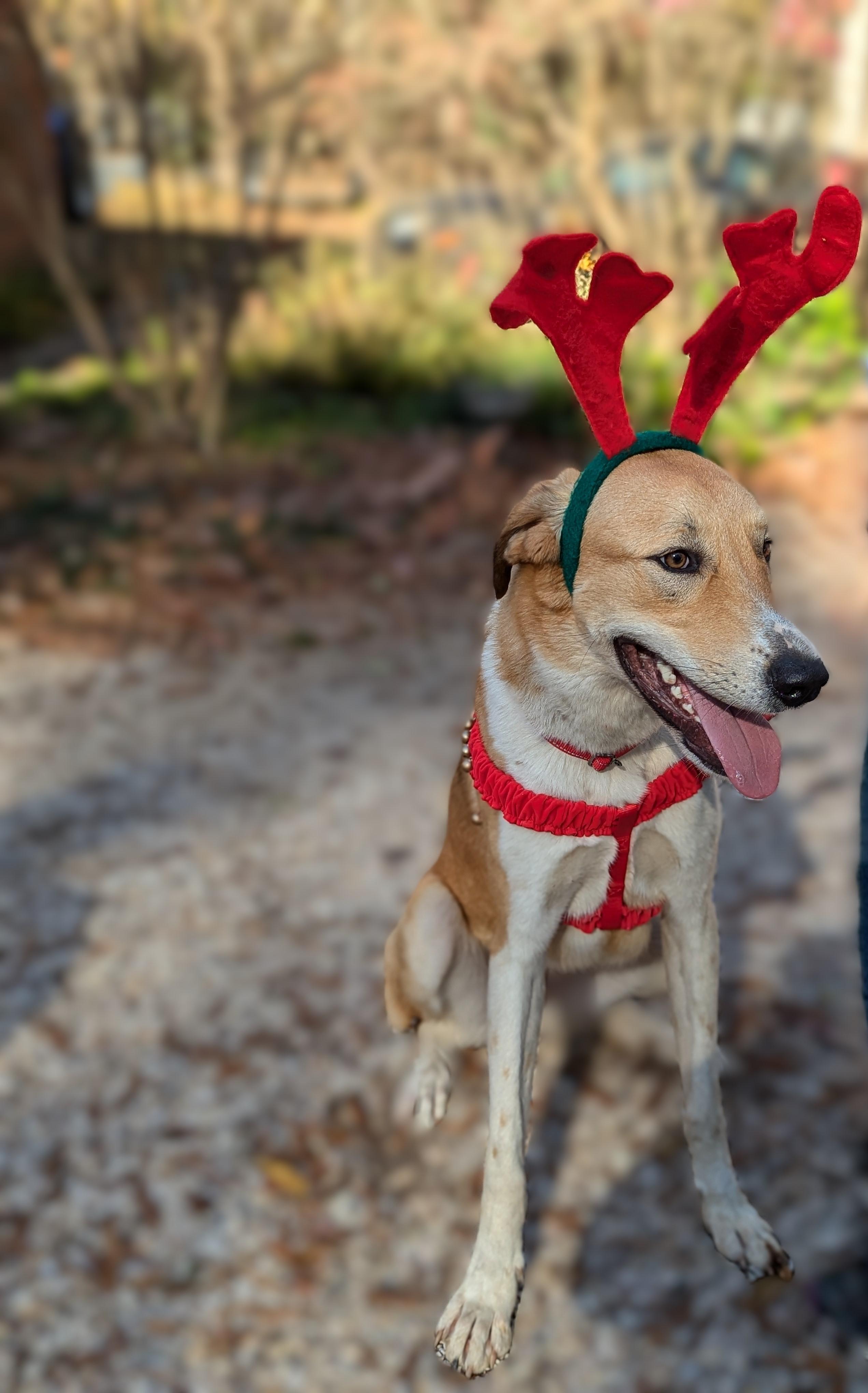 Alexander ("Alex"), a Adoptable mixed breed in Richmond, VA image 5/5
