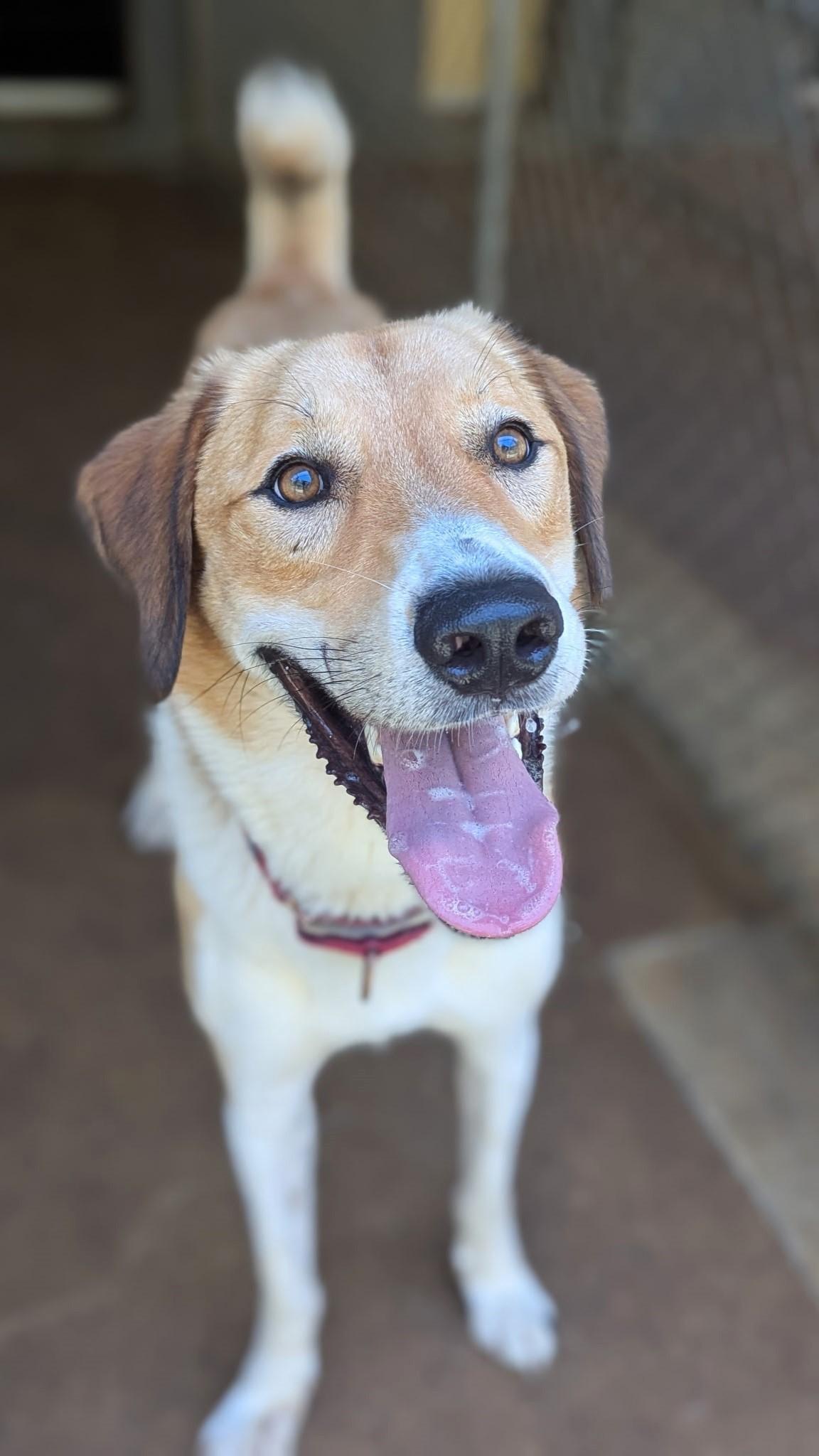 Alexander ("Alex"), Adoptable, Young Male Great Pyrenees & Anatolian Shepherd.